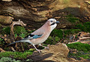 BUITEN BEELD Foto: 328348