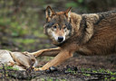 BUITEN BEELD Foto: 328364
