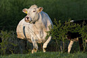 BUITEN BEELD Foto: 328397