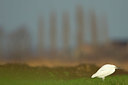BUITEN BEELD Foto: 328499