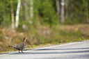 BUITEN BEELD Foto: 328640