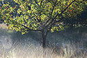 BUITEN BEELD Foto: 328669