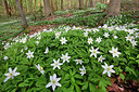 BUITEN BEELD Foto: 328778