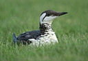 BUITEN BEELD Foto: 328891