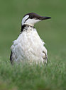 BUITEN BEELD Foto: 328892