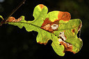 BUITEN BEELD Foto: 328915