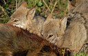 BUITEN BEELD Foto: 32003