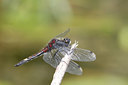BUITEN BEELD Foto: 32133
