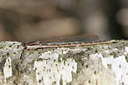 BUITEN BEELD Foto: 32141