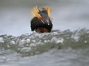 BUITEN BEELD Foto: 32151