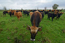 BUITEN BEELD Foto: 32279