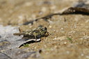 BUITEN BEELD Foto: 32454