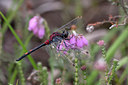 BUITEN BEELD Foto: 32513