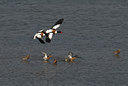 BUITEN BEELD Foto: 32572