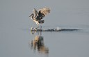 BUITEN BEELD Foto: 32595