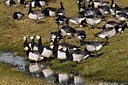 BUITEN BEELD Foto: 32625