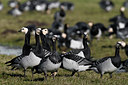 BUITEN BEELD Foto: 32629