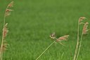 BUITEN BEELD Foto: 32691