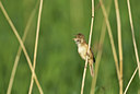BUITEN BEELD Foto: 32732