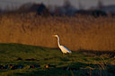 BUITEN BEELD Foto: 32740