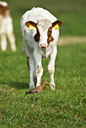 BUITEN BEELD Foto: 32751
