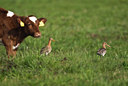 BUITEN BEELD Foto: 32752