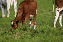 BUITEN BEELD Foto: 32753