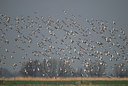 BUITEN BEELD Foto: 32771
