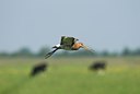 BUITEN BEELD Foto: 32782