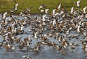 BUITEN BEELD Foto: 32788