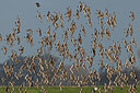 BUITEN BEELD Foto: 32799