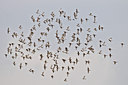 BUITEN BEELD Foto: 32823