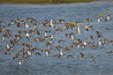 BUITEN BEELD Foto: 32832