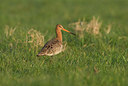 BUITEN BEELD Foto: 32873