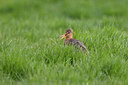 BUITEN BEELD Foto: 32874