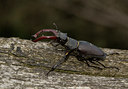 BUITEN BEELD Foto: 32948