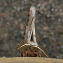 BUITEN BEELD Foto: 32964