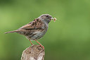BUITEN BEELD Foto: 329034
