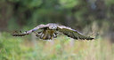 BUITEN BEELD Foto: 329042