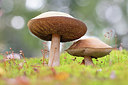 BUITEN BEELD Foto: 329046