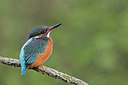 BUITEN BEELD Foto: 329103