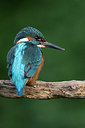 BUITEN BEELD Foto: 329104