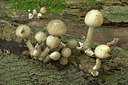 BUITEN BEELD Foto: 329119