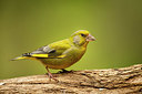 BUITEN BEELD Foto: 329271