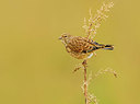 BUITEN BEELD Foto: 329351