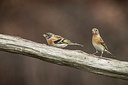BUITEN BEELD Foto: 329396