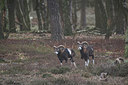 BUITEN BEELD Foto: 329408
