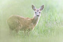 BUITEN BEELD Foto: 329414