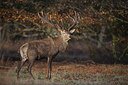 BUITEN BEELD Foto: 329432