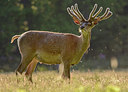 BUITEN BEELD Foto: 329505
